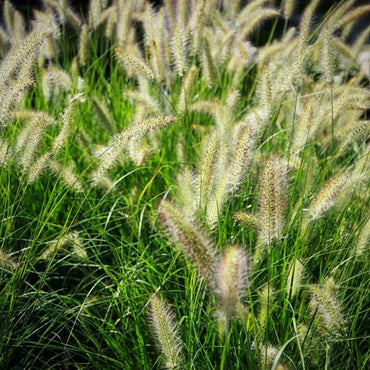 Pennisetum alopecuroides 'Hameln ~ Monrovia® Hameln Fountain Grass