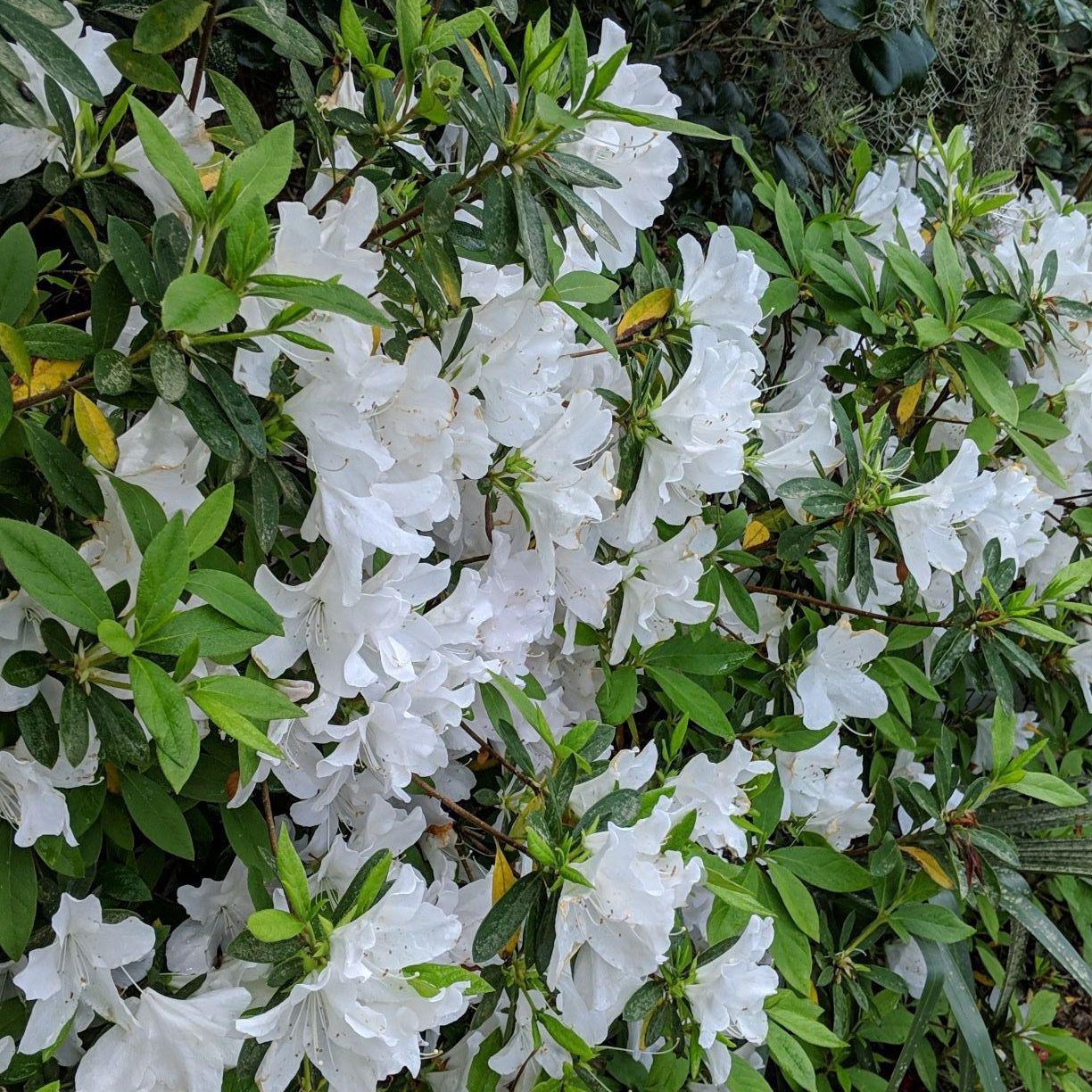 Rhododendron indica 'Mrs. G.G. Gerbing' ~ G.G. Gerbing Azalea