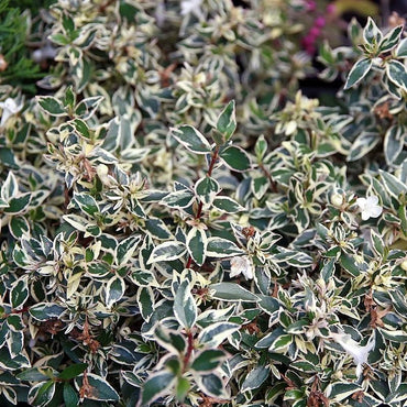Abelia x grandiflora ‘Confetti’ ~ Confetti® Abelia