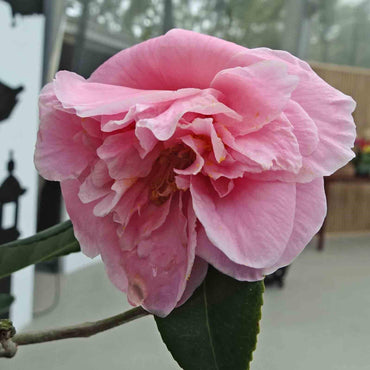 Camellia sasanqua 'Egao Corkscrew' ~ Egao Corkscrew Camellia