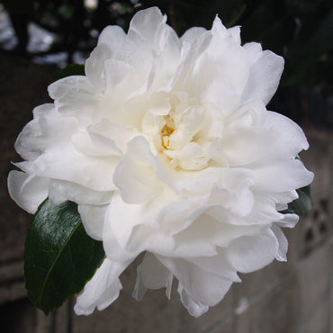 Camellia sasanqua 'Green S99-016' PP24887 ~ October Magic® Ivory™ Camellia