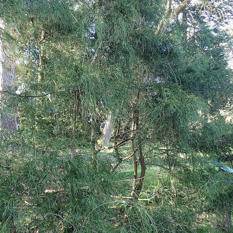 Chamaecyparis pisifera 'Filifera' ~ Filifera Threadbranch Cypress