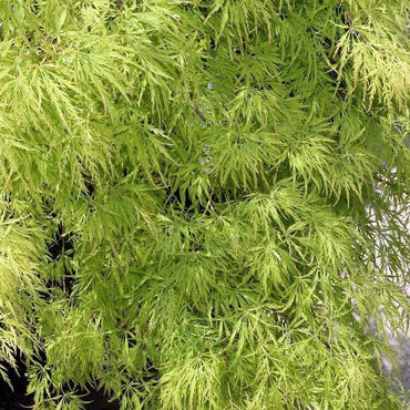 Acer palmatum var. dissectum 'Viridis' ~ Viridis Japanese Maple