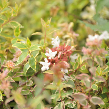 Abelia x grandiflora 'Radiance' ~ Radiance Glossy Abelia