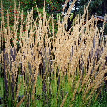 Calamagrostis x acutiflora 'Karl Foerster' ~ Karl Foerster's Feather Reed Grass