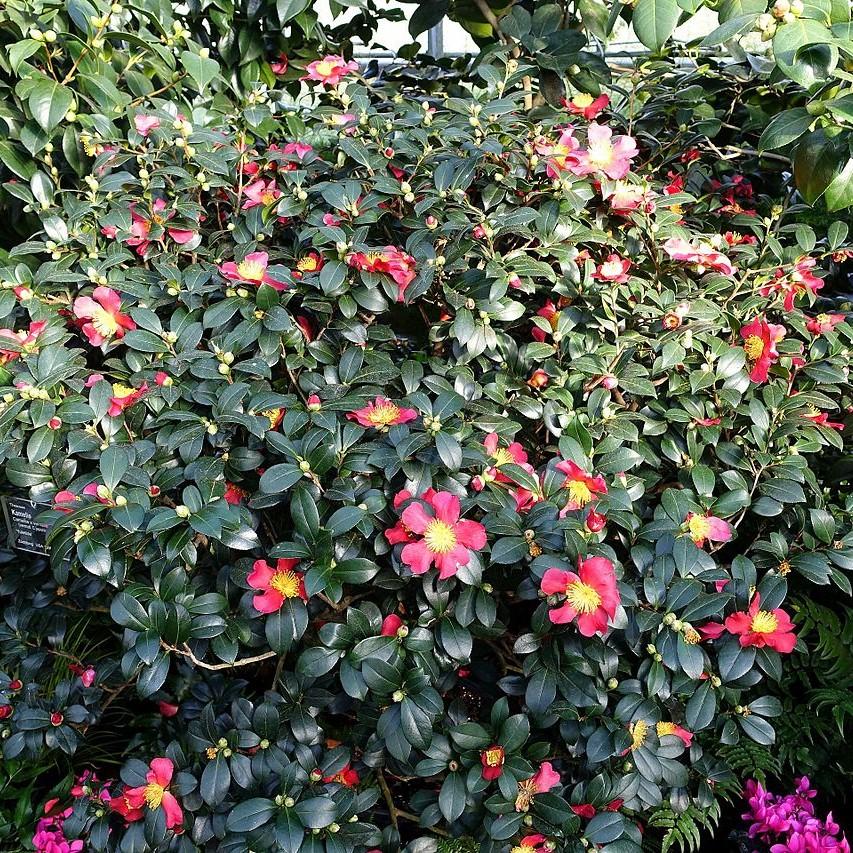 Camellia sasanqua 'Yuletide' ~ Yuletide Camellia