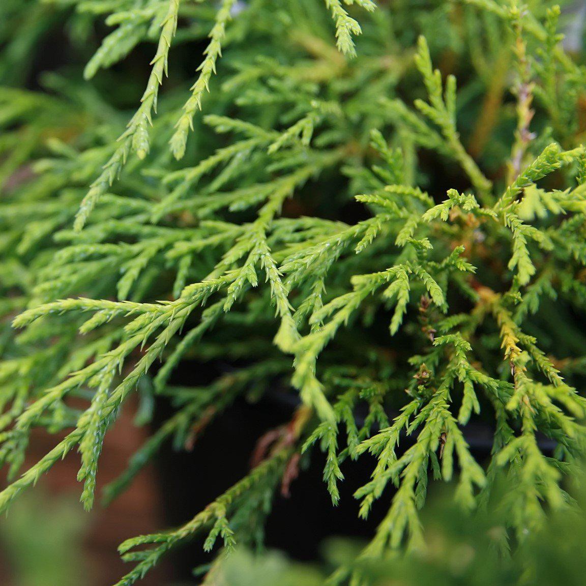 Chamaecyparis pisifera 'Sungold' ~ Sungold Thread-Branch Cypress