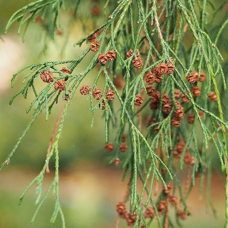 Chamaecyparis pisifera 'Filifera' ~ Filifera Threadbranch Cypress