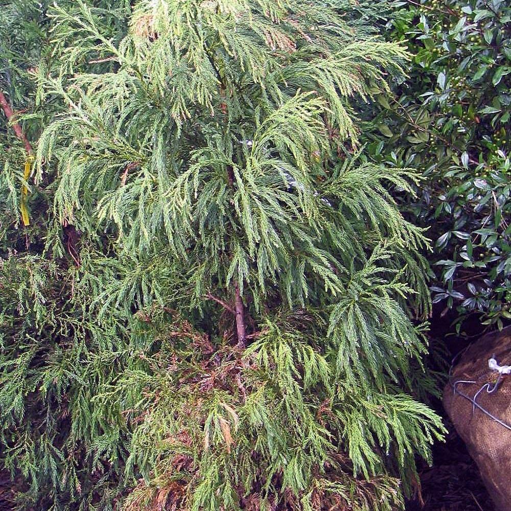 Cryptomeria japonica 'Yoshino' ~ Yoshino Japanese Cedar