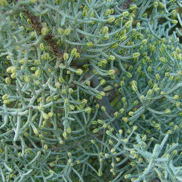 Cupressus arizonica glabra 'Carolina Sapphire' ~ Carolina Sapphire, Smooth Arizona Cypress