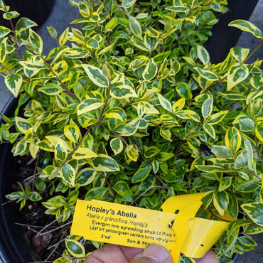 Abelia x grandiflora 'Hopleys' ~ Miss Lemon™ Abelia