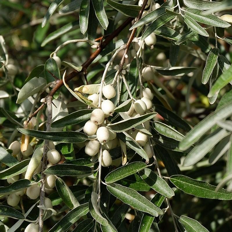 Elaeagnus angustifolia  ~ Russian Olive