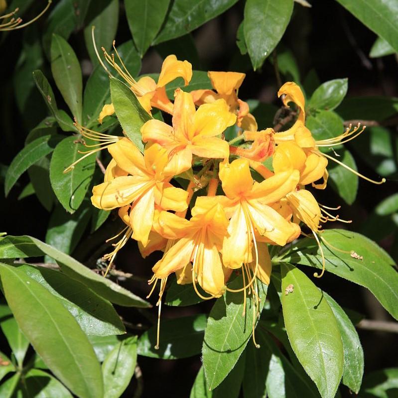 Rhododendron x kosteranum ~ Yellow Mollis Hybrid Azalea