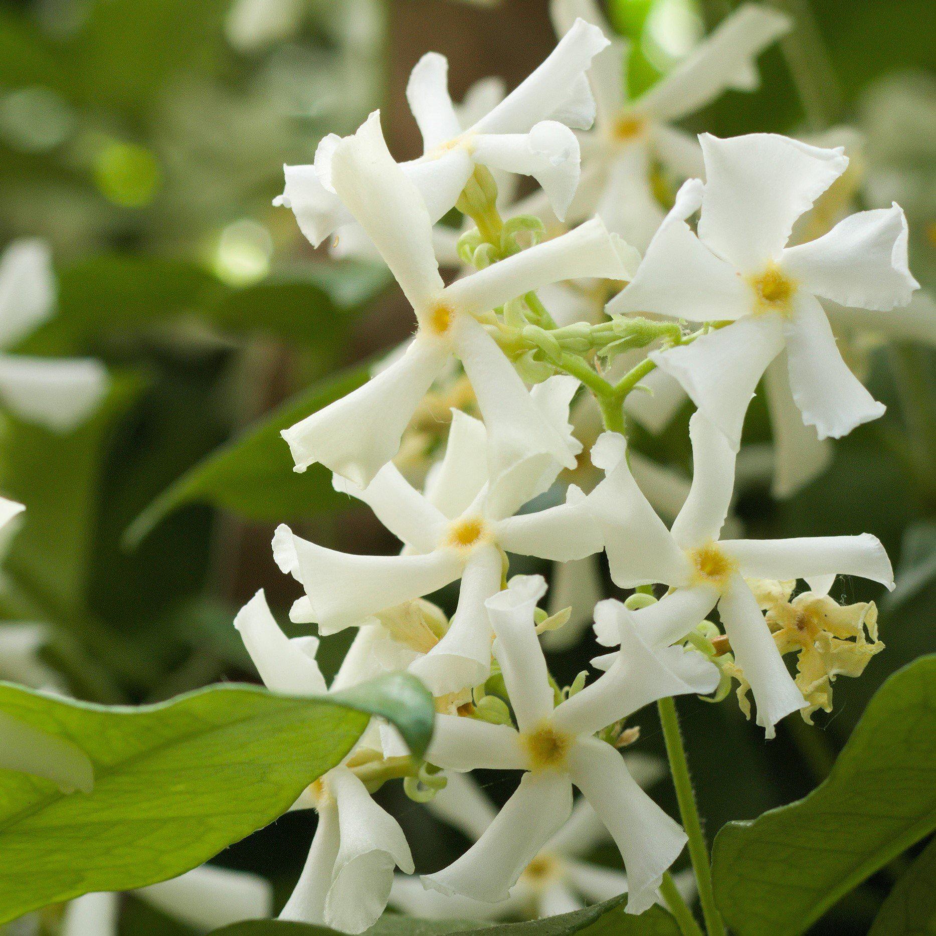 Trachelospermum jasminoides 'Madison' ~ Monrovia® Madison Star Jasmine