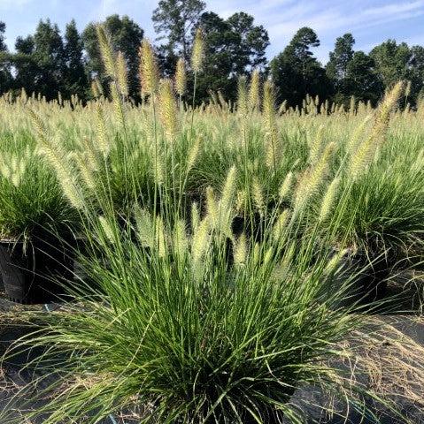 Pennisetum alopecuroides 'Hameln ~ Monrovia® Hameln Fountain Grass
