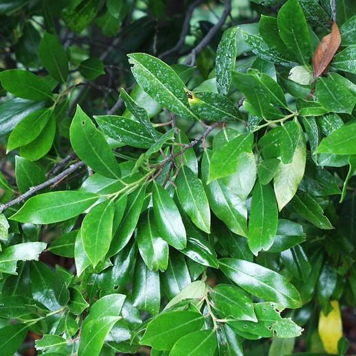Prunus caroliniana 'Monus' ~ Monrovia® Bright & Tight Laurel