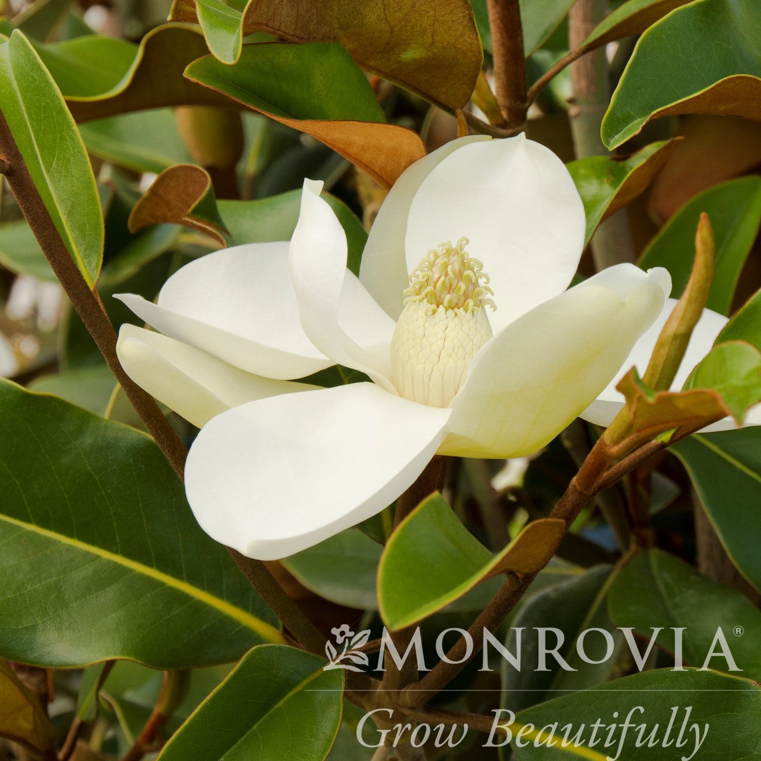 Magnolia grandiflora 'Bracken's Brown Beauty' ~ Monrovia® Bracken's Brown Beauty Southern Magnolia
