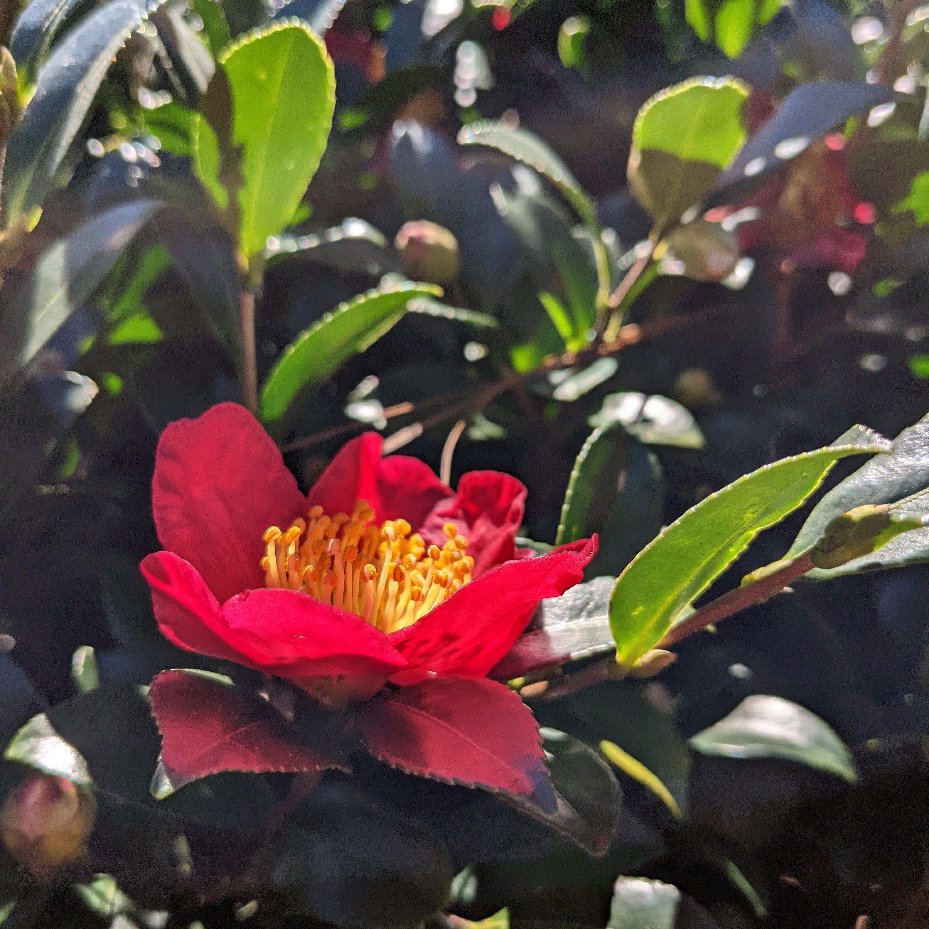 Camellia sasanqua 'Yuletide' ~ Monrovia® Yuletide Camellia