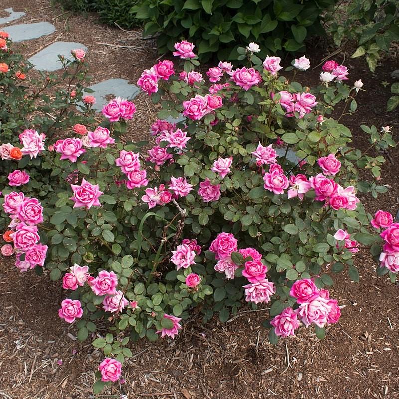 Rosa ‘Radtkopink’ PP 18,507 ~ Monrovia® Double Pink Knock Out® Rose