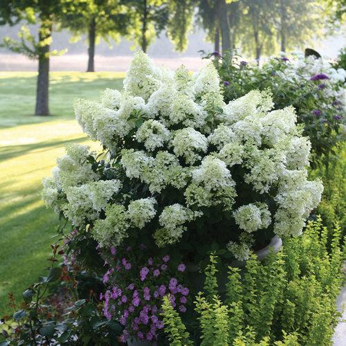 Hydrangea paniculata 'Ilvobo' PP22782 ~ Monrovia® Proven Winners® Color Choice® Bobo® Hydrangea