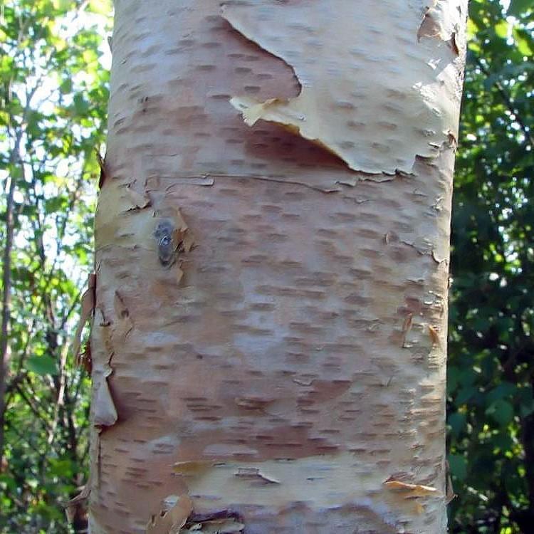 Betula nigra 'BNMTF' ~ Monrovia® Dura Heat® River Birch
