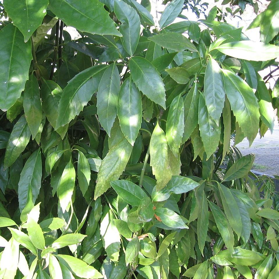 Aucuba japonica 'Serratifolia' ~ Monrovia® Sawtoothed Japanese Aucuba