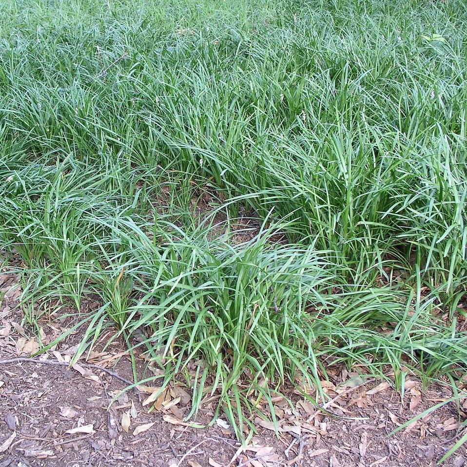 Ophiopogon japonicus ~ Monrovia® Mondo Grass