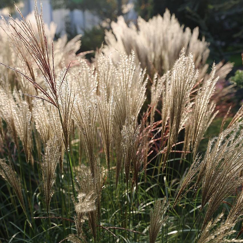 Miscanthus sinensis 'Adagio' ~ Monrovia® Adagio Maiden Grass