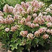 Hydrangea quercifolia 'Munchkin' ~ Monrovia® Munchkin Hydrangea