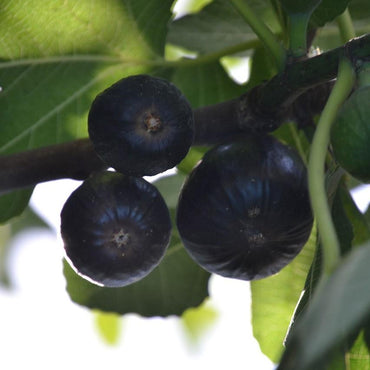 Ficus carica 'Black Mission' ~ Monrovia® Black Mission Fig