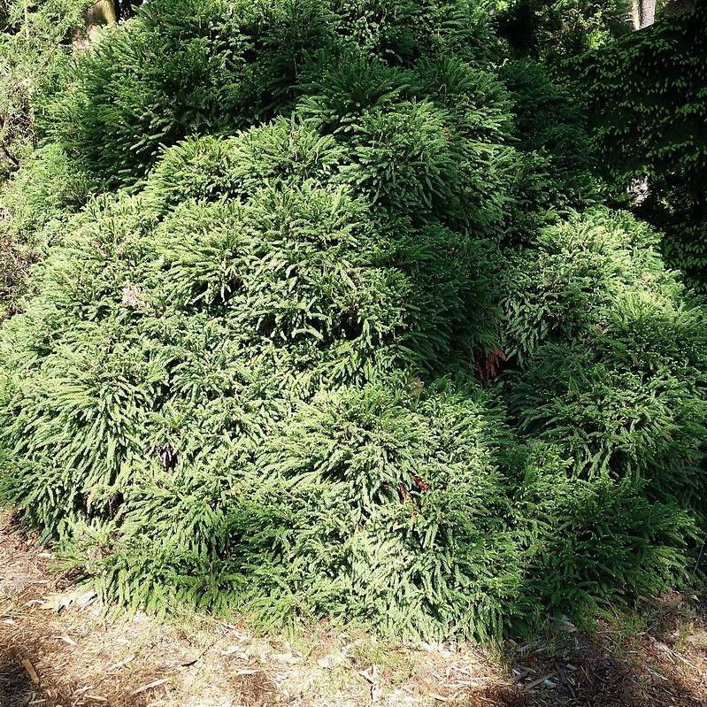 Cryptomeria japonica 'Globosa Nana' ~ Monrovia® Dwarf Japanese Cedar