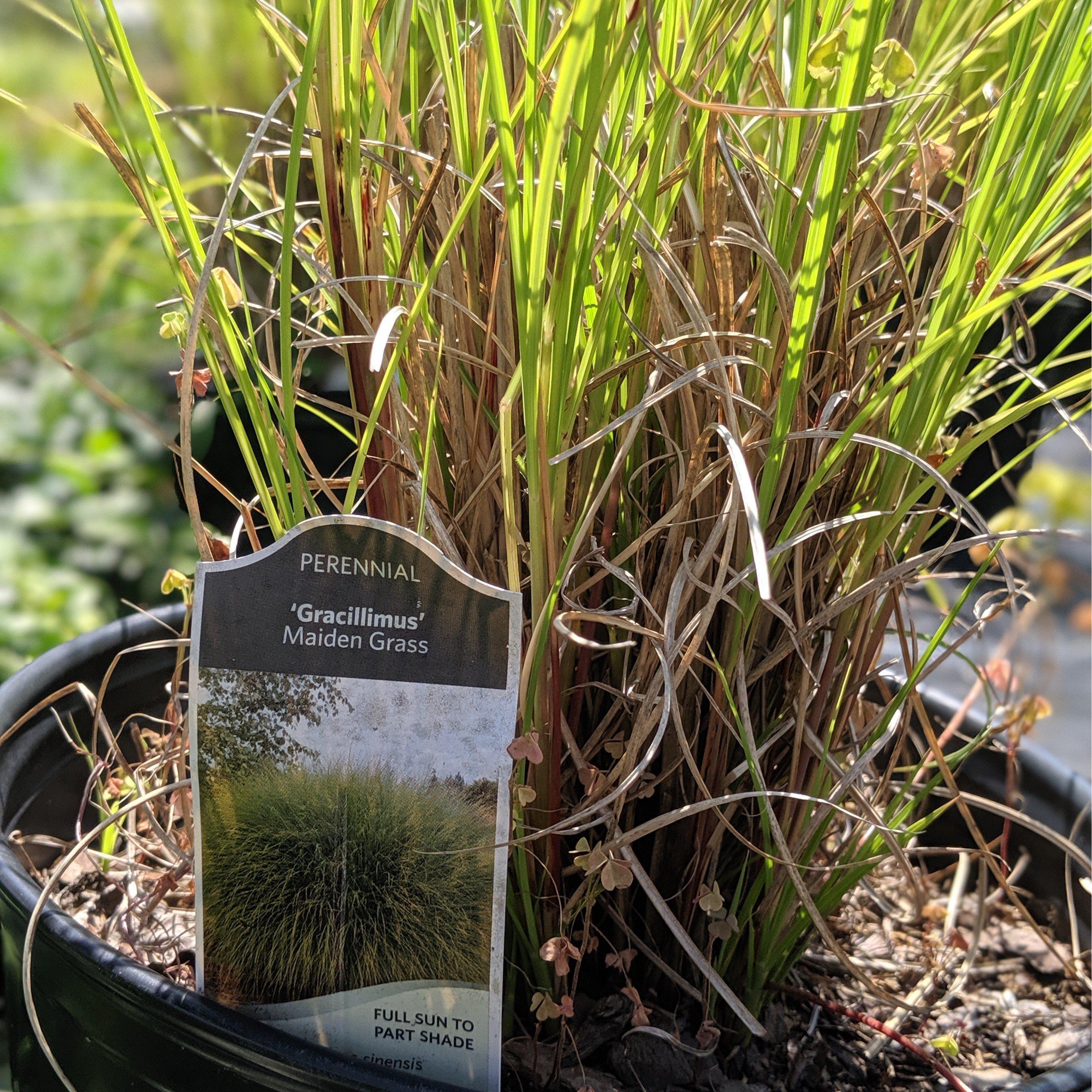 Miscanthus sinensis 'Gracillimus' ~ Monrovia® Maiden Grass