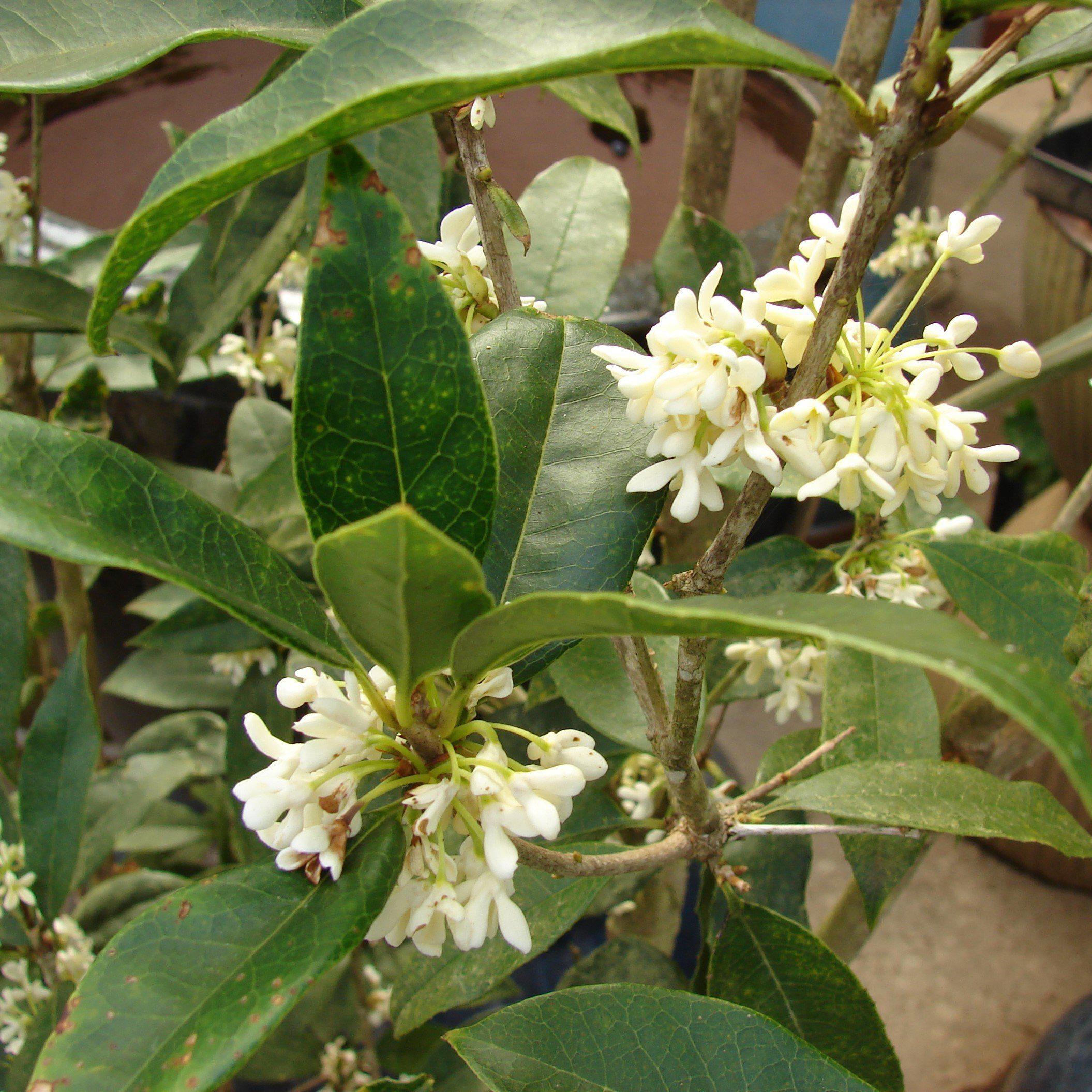 Osmanthus fragrans ~ Monrovia® Fragrant Tea Olive, Sweet Olive