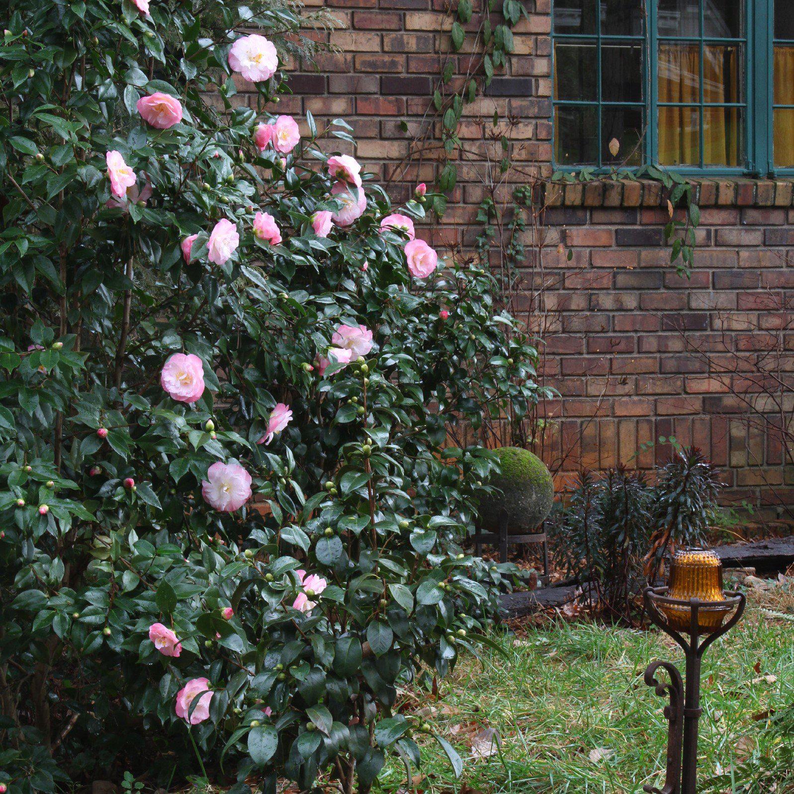 Camellia japonica 'April Remembered' ~ Monrovia® April Remembered Ice Angels® Camellia