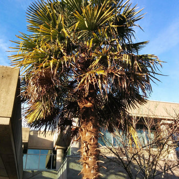 Trachycarpus fortunei ~ Monrovia® Windmill Palm