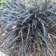 Ophiopogon planiscapus 'Nigrescens' ~ Monrovia® Black Mondo Grass