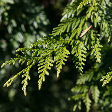 Cupressocyparis leylandii ~ Monrovia® Leyland Cypress