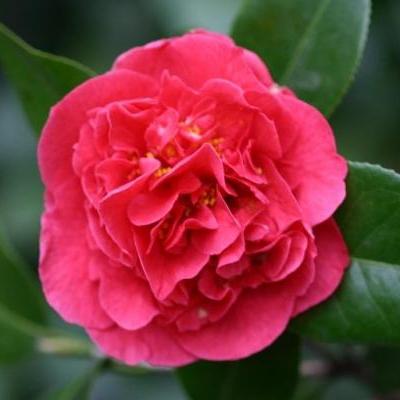 Camellia japonica 'Kramer's Supreme' ~ Monrovia® Kramer's Supreme Camellia