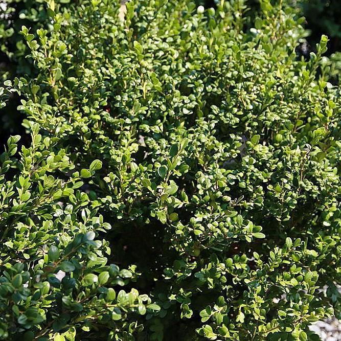 Buxus microphylla var. japonica 'Winter Gem' ~ Monrovia® Winter Gem Boxwood
