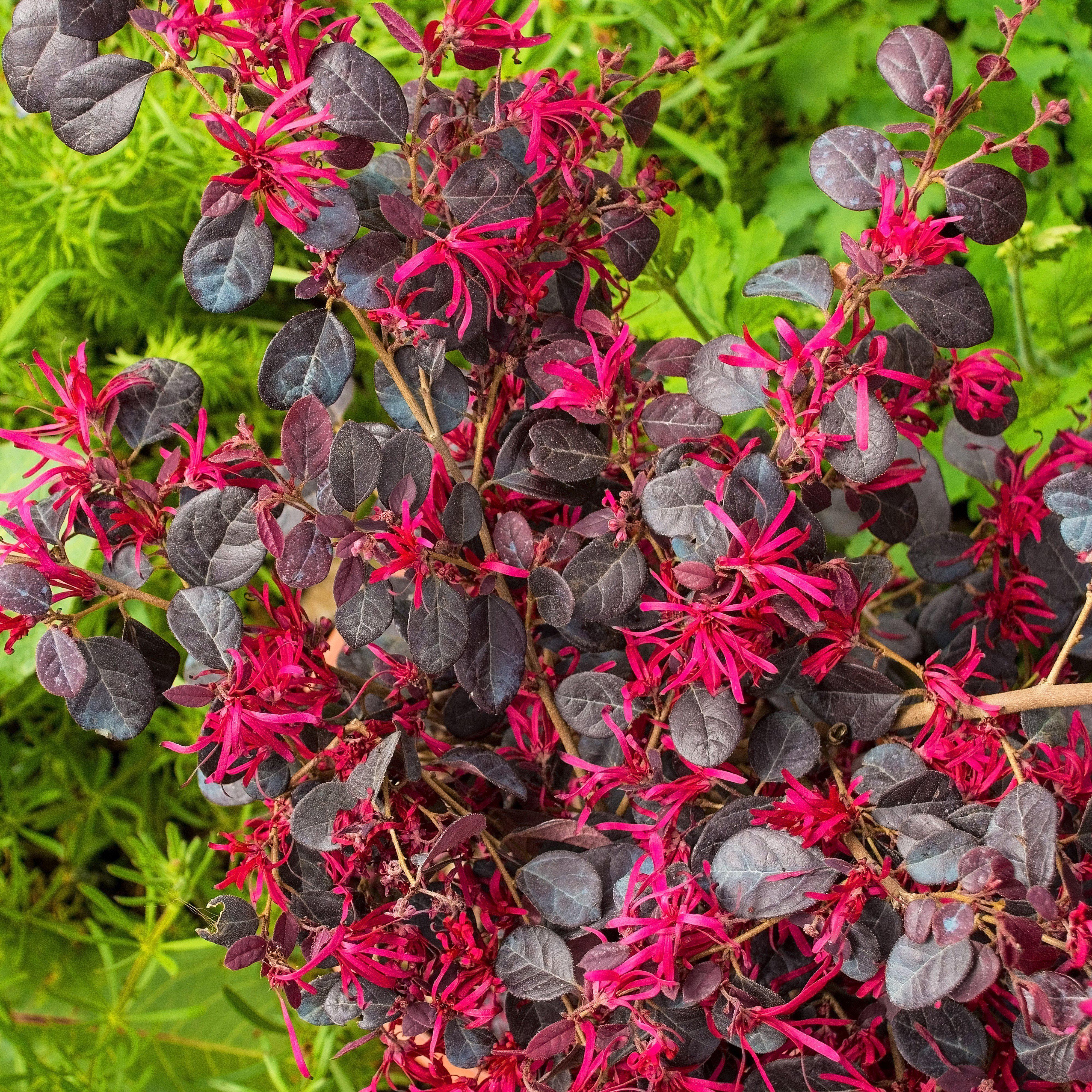 Loropetalum chinense 'Chang Nian Hong' ~ Monrovia® Ever Red® Fringe Flower