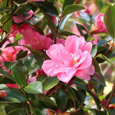 Camellia japonica 'Taylor's Perfection' ~ Monrovia® Taylor's Perfection Camellia