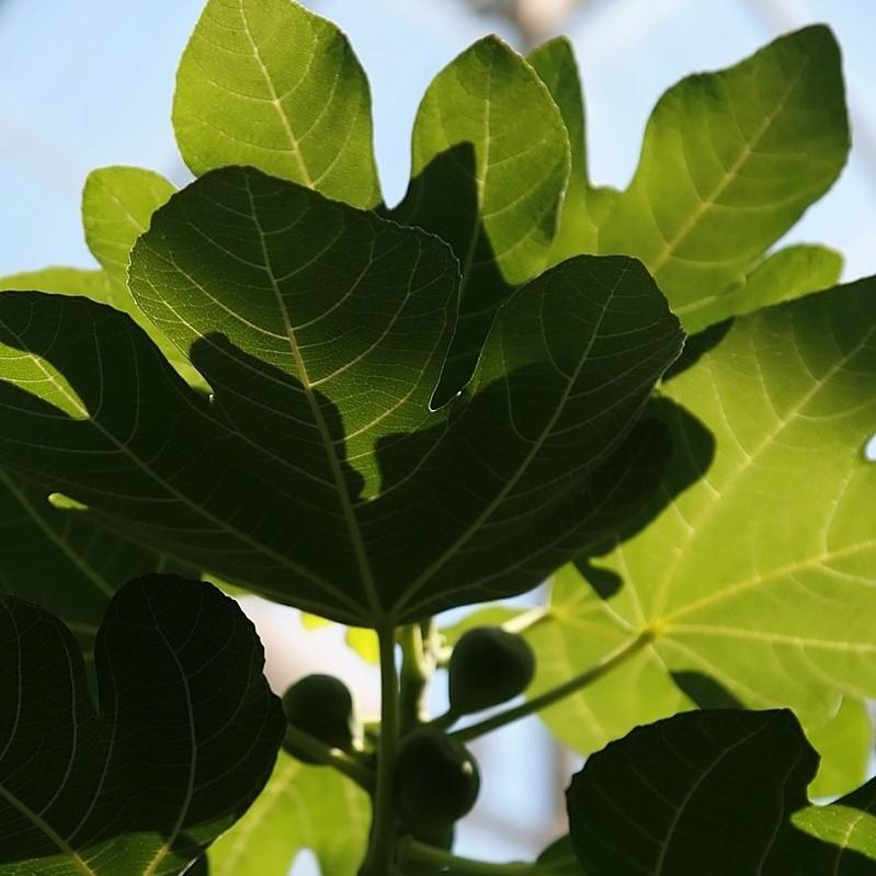 Ficus carica 'Brown Turkey' ~ Monrovia® Brown Turkey Fig