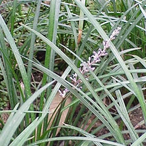 Ophiopogon jaburan 'HOCF' ~ Monrovia® Crystal Falls® Mondo Grass