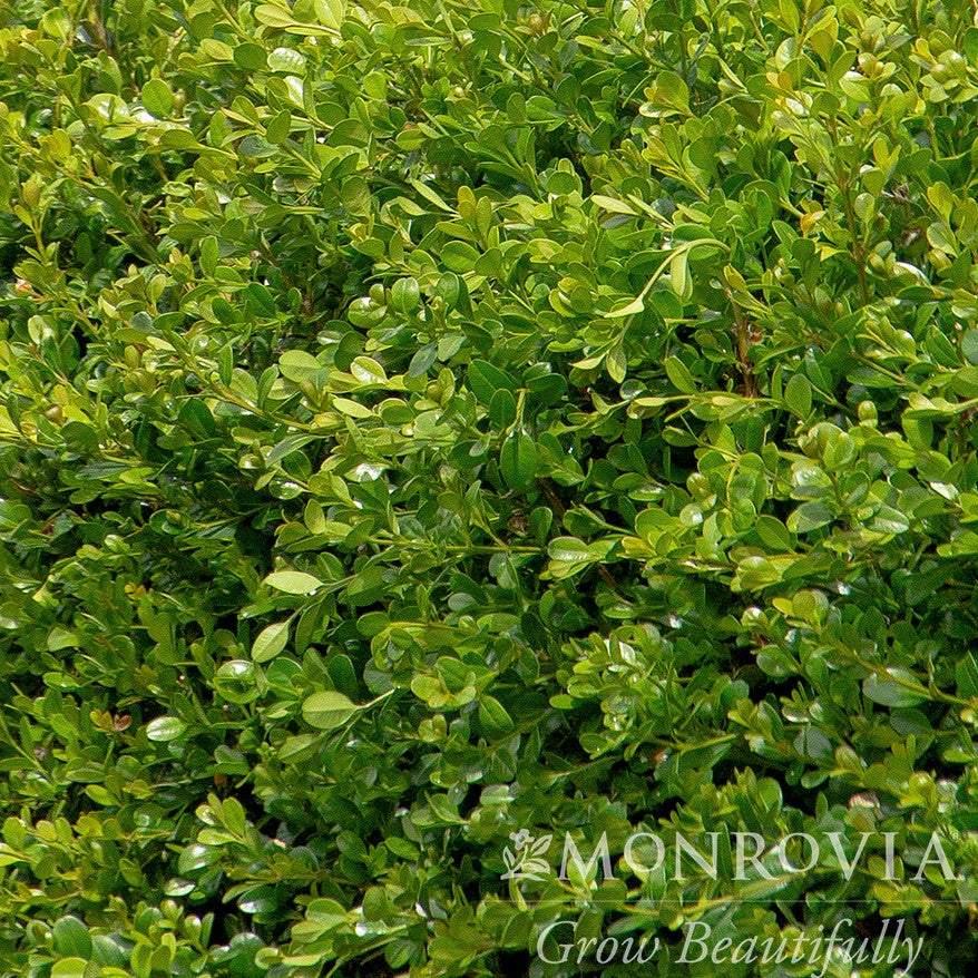 Buxus microphylla var. japonica 'Winter Gem' ~ Monrovia® Winter Gem Boxwood