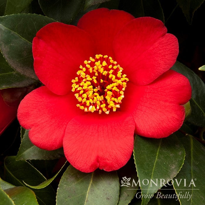 Camellia japonica 'Spring's Promise' ~ Monrovia® Spring's Promise Ice Angels® Camellia