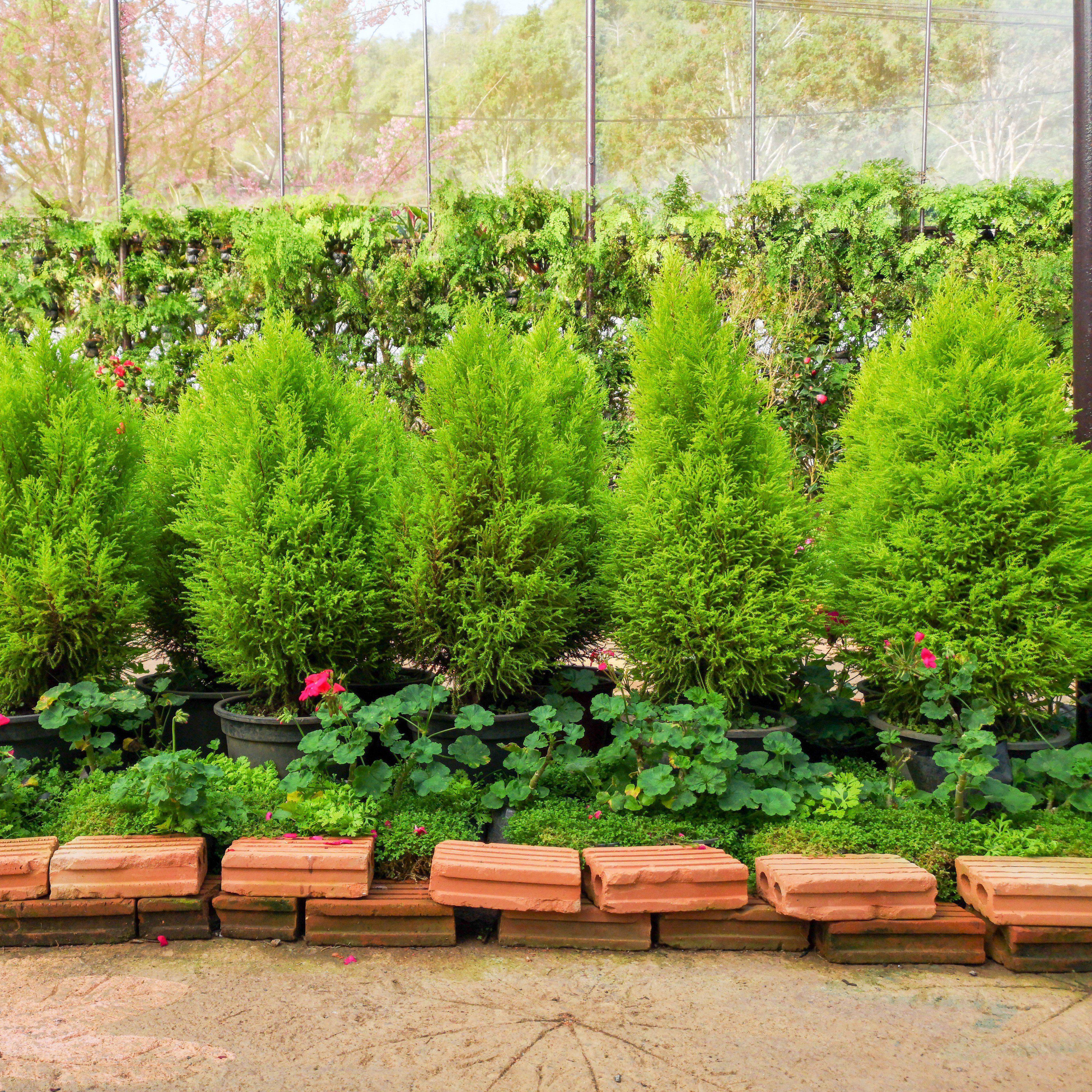 Juniperus chinensis 'Hetzii Columnaris' ~ Monrovia® Green Columnar Juniper