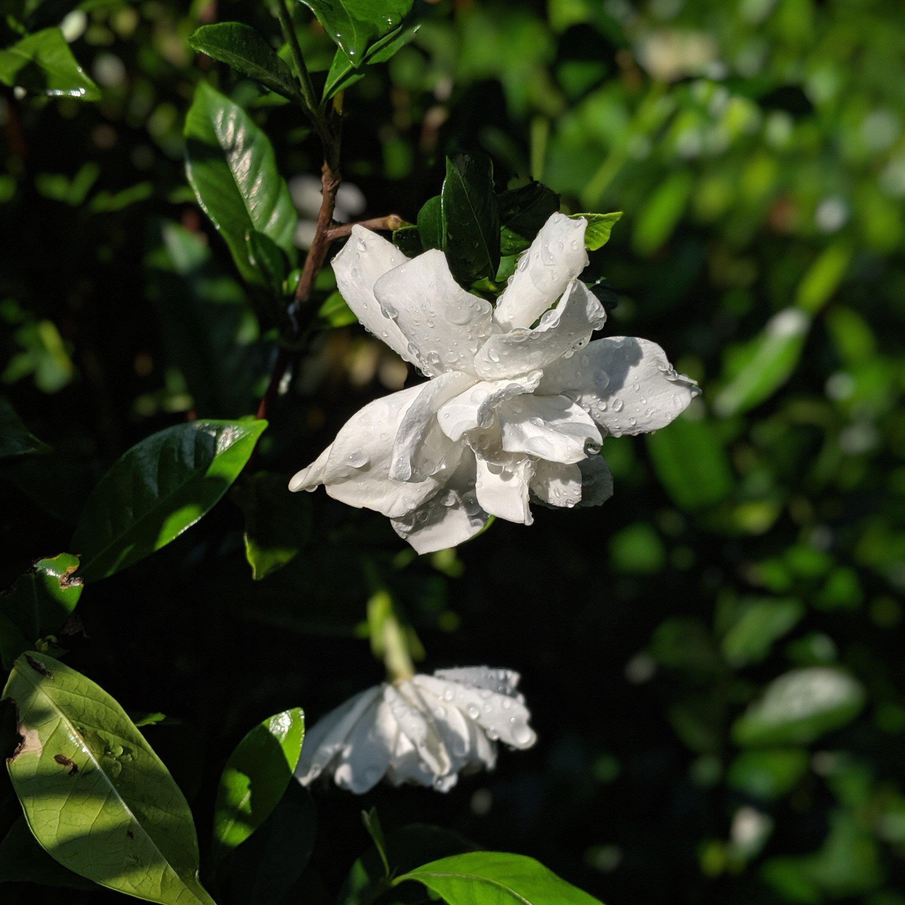 Gardenia jasminoides 'August Beauty' ~ Monrovia® August Beauty Gardenia