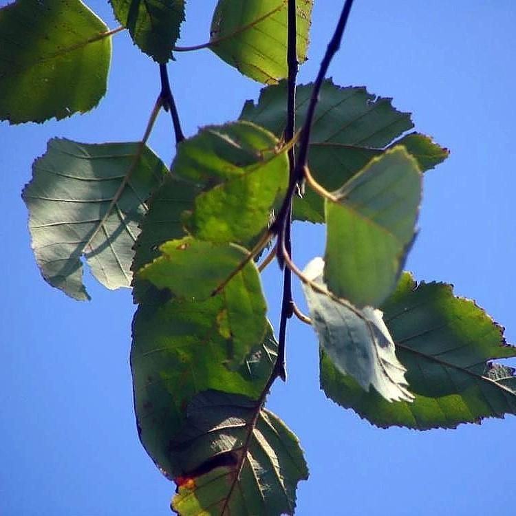 Betula nigra 'BNMTF' ~ Monrovia® Dura Heat® River Birch