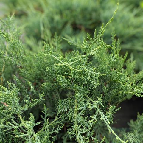 Juniperus virginiana 'Grey Owl' ~ Monrovia® Grey Owl Juniper