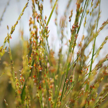 Panicum virgatum 'Northwind' ~ Monrovia® Northwind Switch Grass